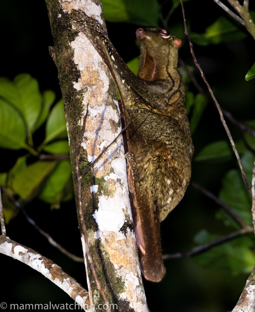 Sunda Colugo (Flying Lemur) — Borneo wildlife, book, free download, jungle tour, mammal, Borneo mammal tour