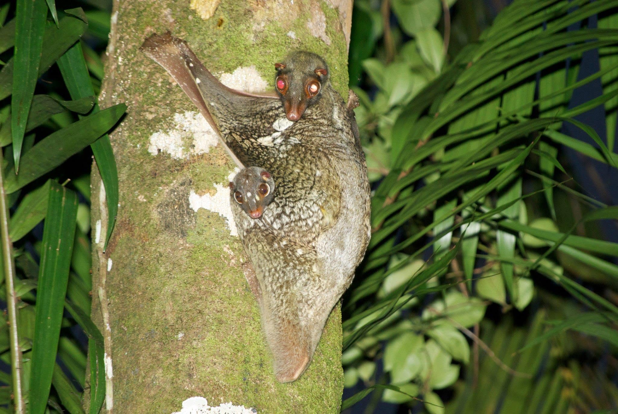 Sunda Colugo (Flying Lemur) — Borneo wildlife, book, free download, jungle tour, mammal, Borneo mammal tour