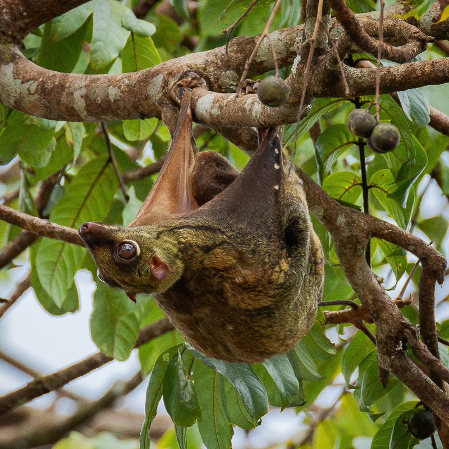 Sunda Colugo (Flying Lemur) — Borneo wildlife, book, free download, jungle tour, mammal, Borneo mammal tour