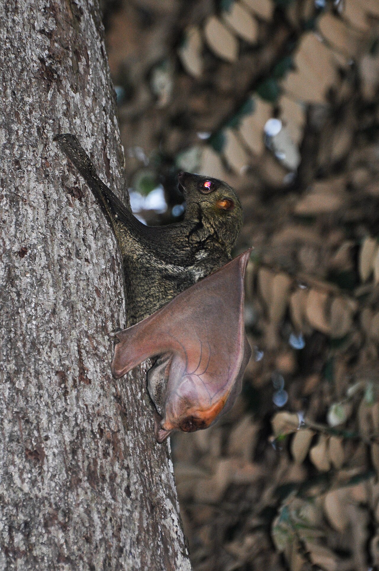 Sunda Colugo (Flying Lemur) — Borneo wildlife, book, free download, jungle tour, mammal, Borneo mammal tour