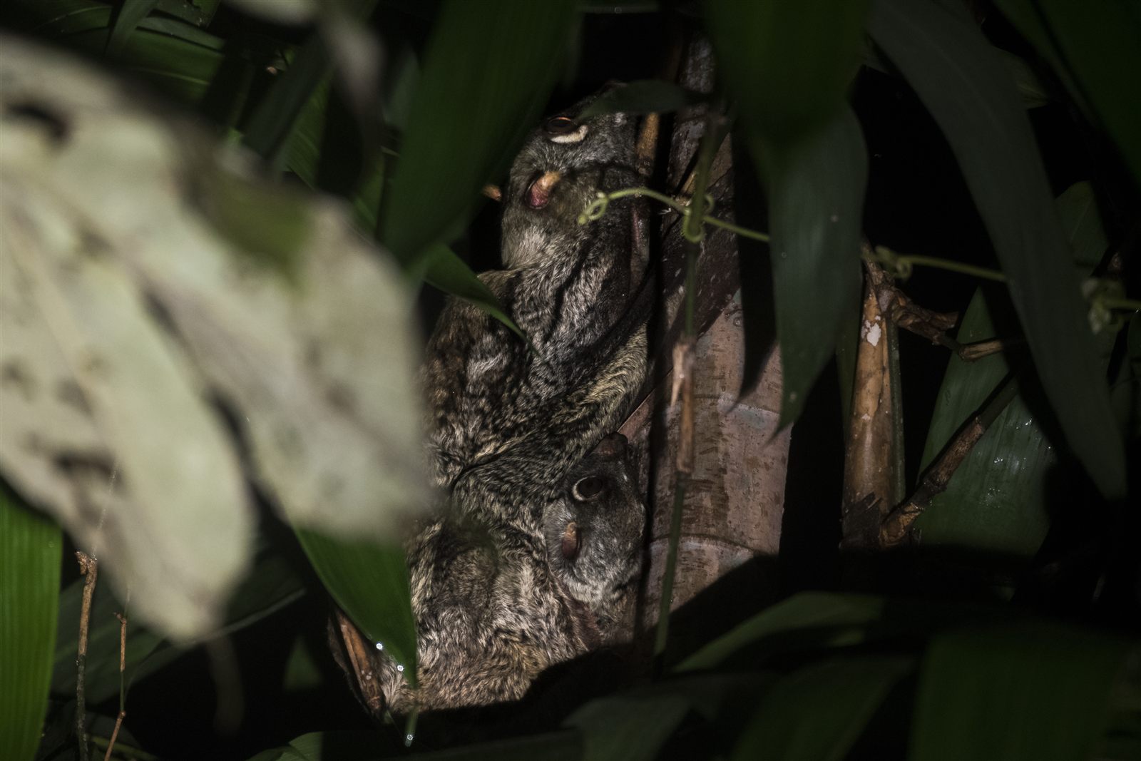 Sunda Colugo (Flying Lemur) — Borneo wildlife, book, free download, jungle tour, mammal, Borneo mammal tour