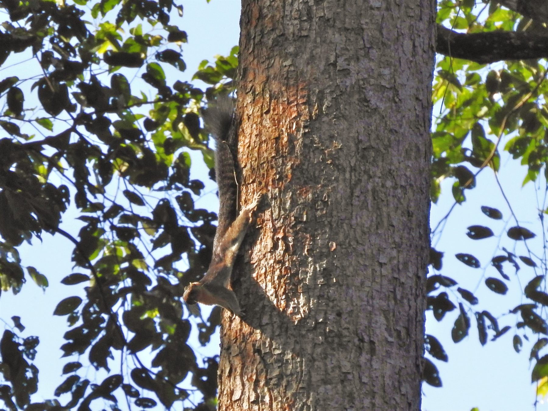 Sunda Giant Squirrel — Borneo wildlife, book, free download, jungle tour, mammal, Borneo mammal tour