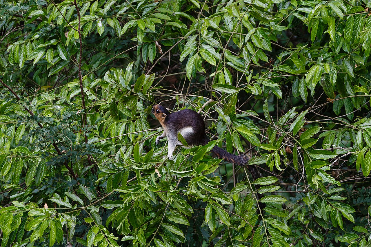 Sunda Giant Squirrel — Borneo wildlife, book, free download, jungle tour, mammal, Borneo mammal tour