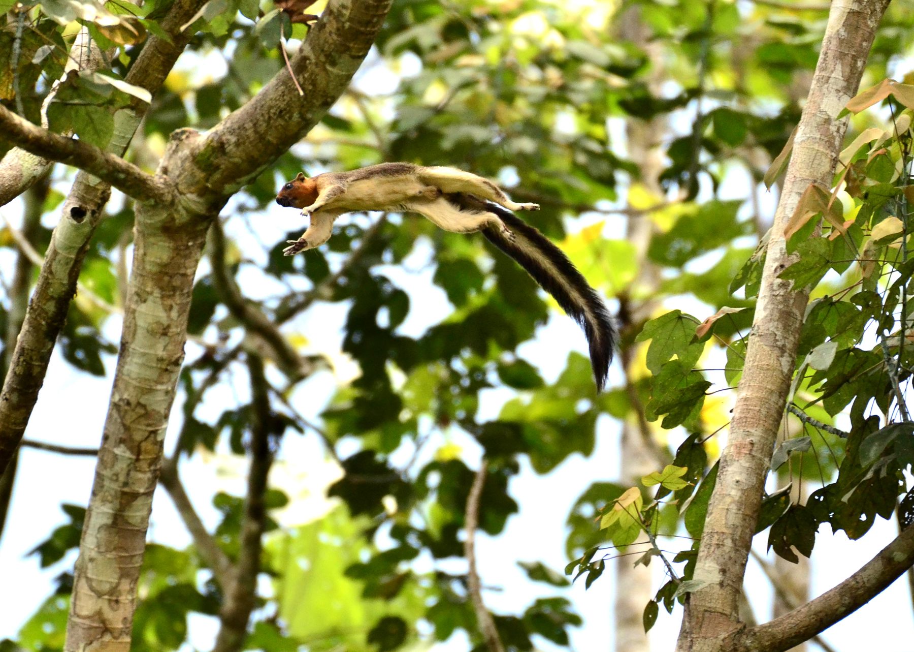 Sunda Giant Squirrel — Borneo wildlife, book, free download, jungle tour, mammal, Borneo mammal tour