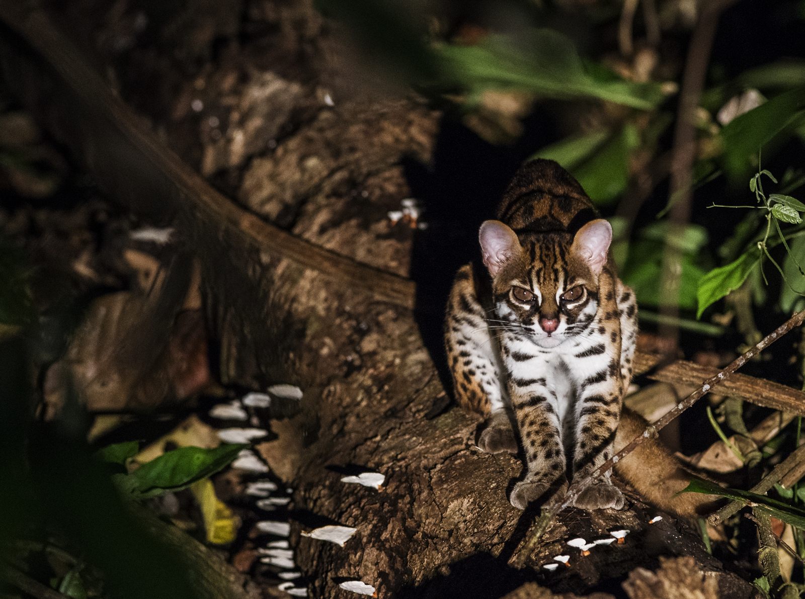 Sunda Leopard Cat — Borneo wildlife, book, free download, jungle tour, mammal, Borneo mammal tour