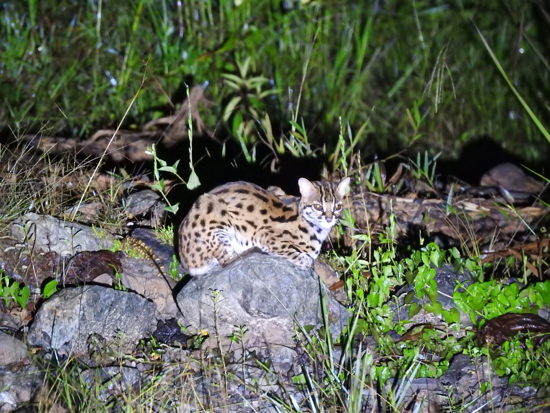 Sunda Leopard Cat — Borneo wildlife, book, free download, jungle tour, mammal, Borneo mammal tour