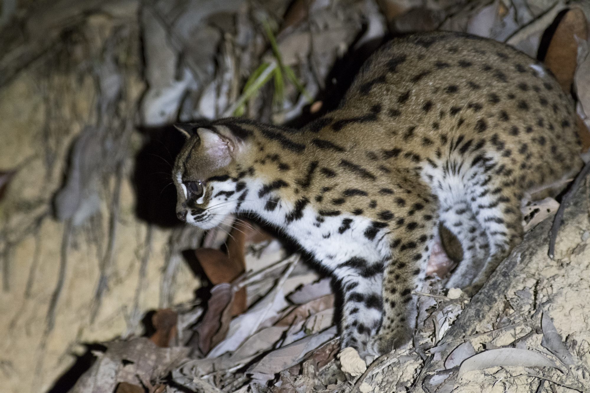 Sunda Leopard Cat — Borneo wildlife, book, free download, jungle tour, mammal, Borneo mammal tour