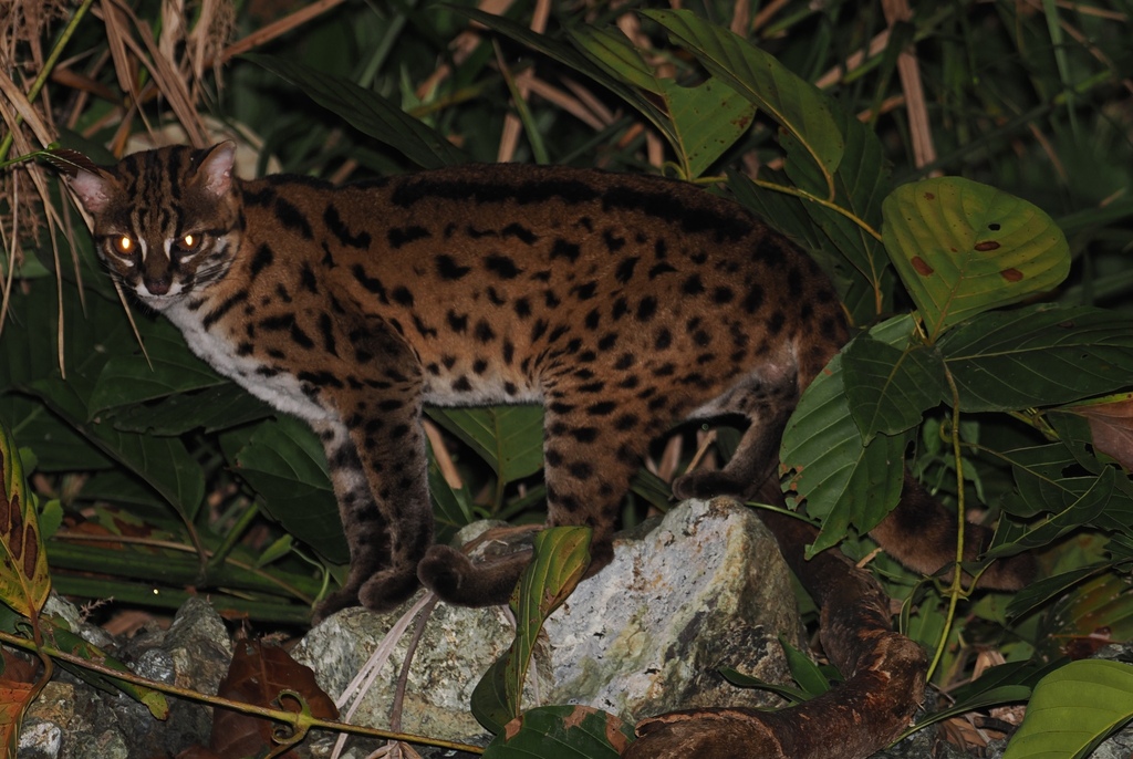 Sunda Leopard Cat — Borneo wildlife, book, free download, jungle tour, mammal, Borneo mammal tour