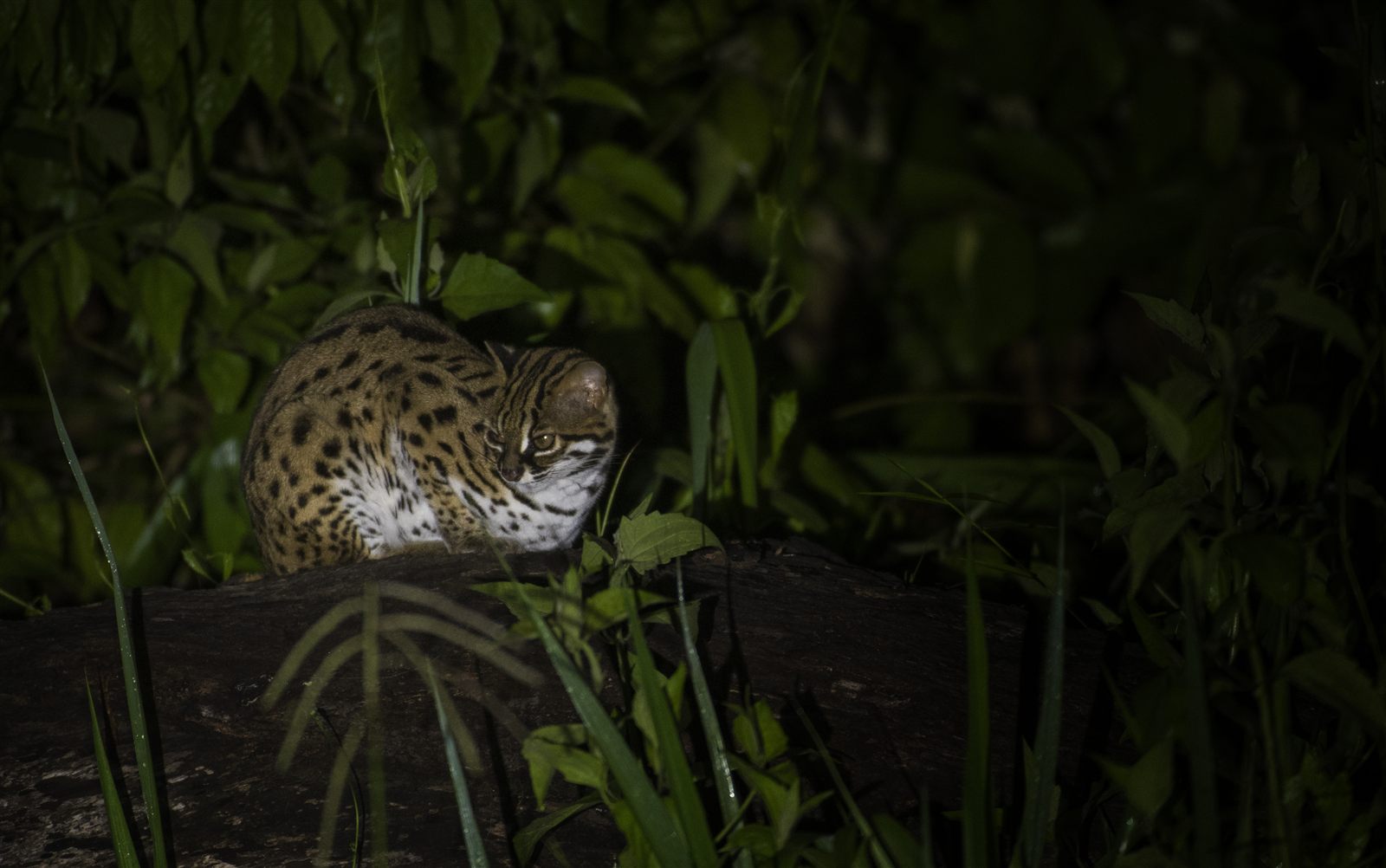 Sunda Leopard Cat — Borneo wildlife, book, free download, jungle tour, mammal, Borneo mammal tour