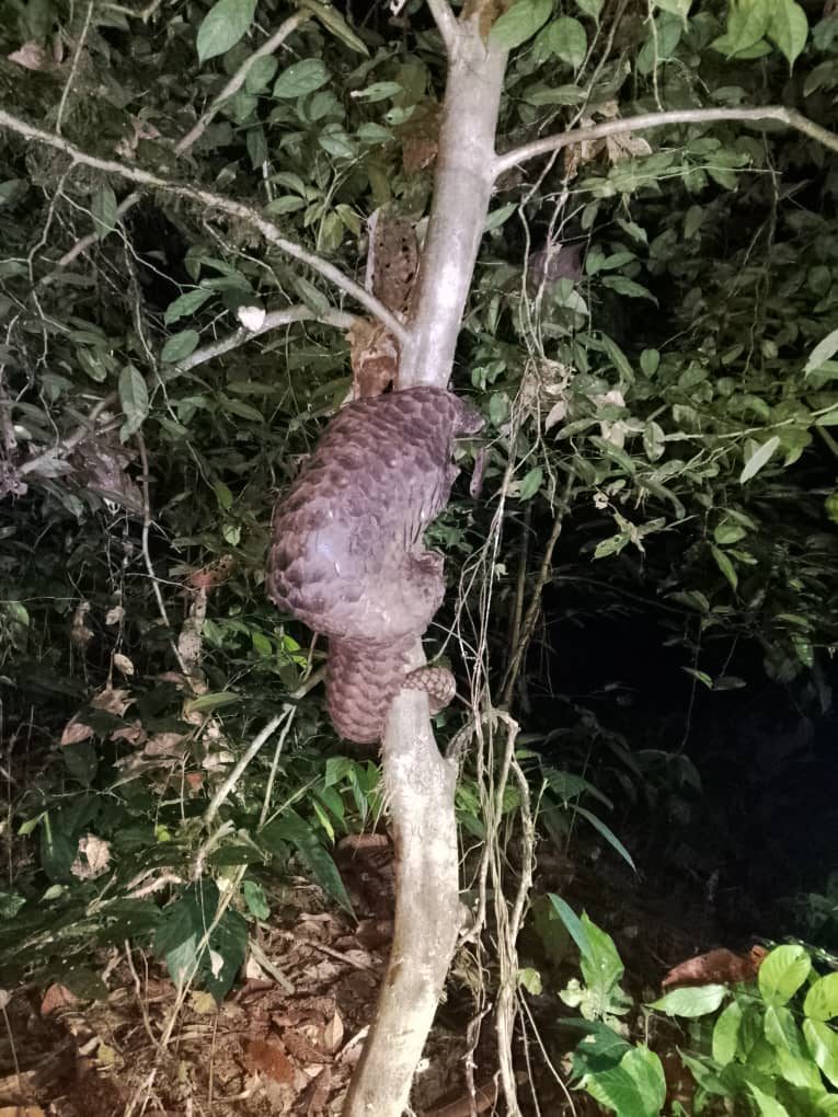 Sunda Pangolin — Borneo wildlife, book, free download, jungle tour, mammal, Borneo mammal tour