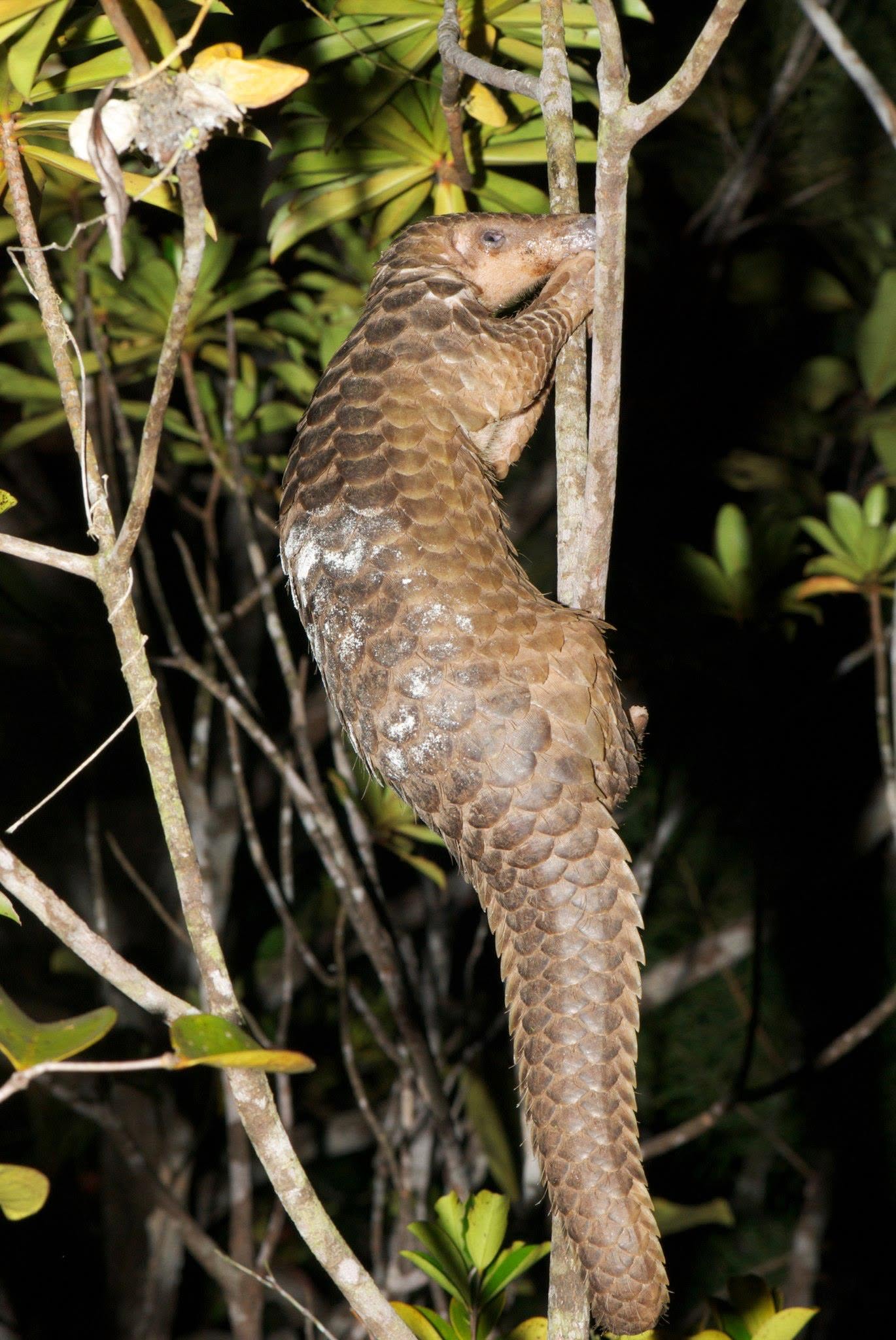 Sunda Pangolin — Borneo wildlife, book, free download, jungle tour, mammal, Borneo mammal tour