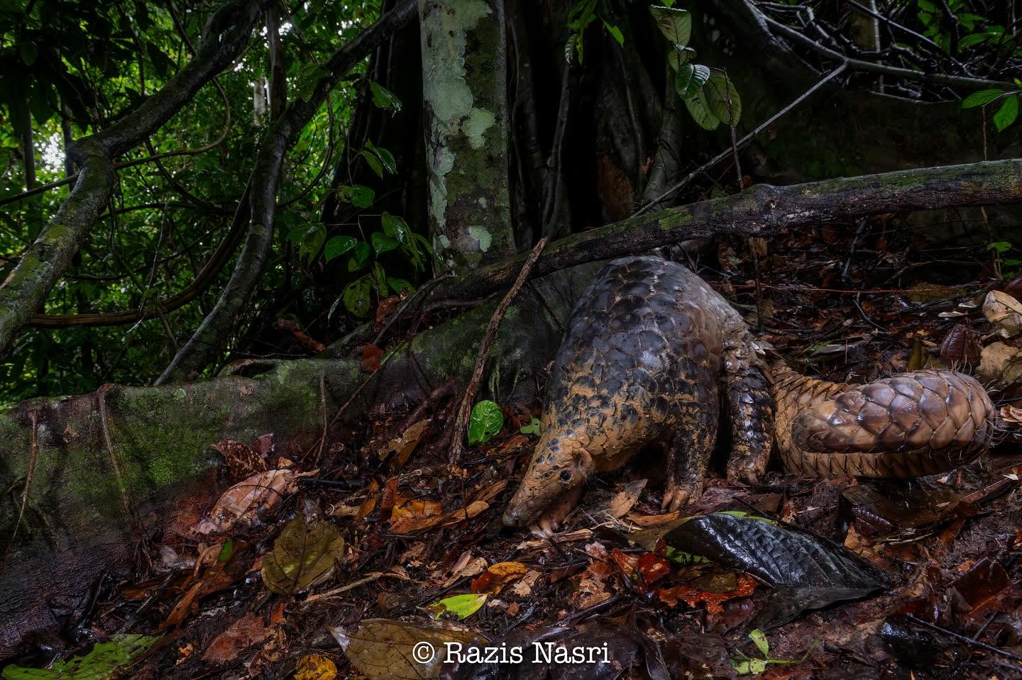 Sunda Pangolin — Borneo wildlife, book, free download, jungle tour, mammal, Borneo mammal tour