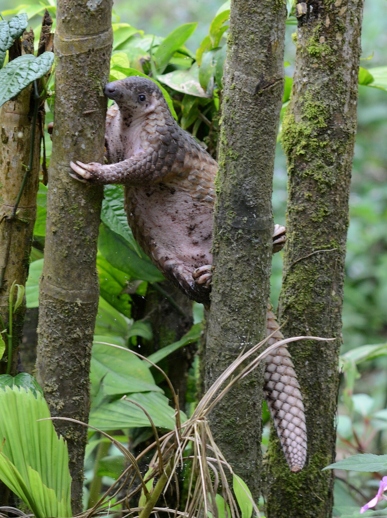 Sunda Pangolin — Borneo wildlife, book, free download, jungle tour, mammal, Borneo mammal tour