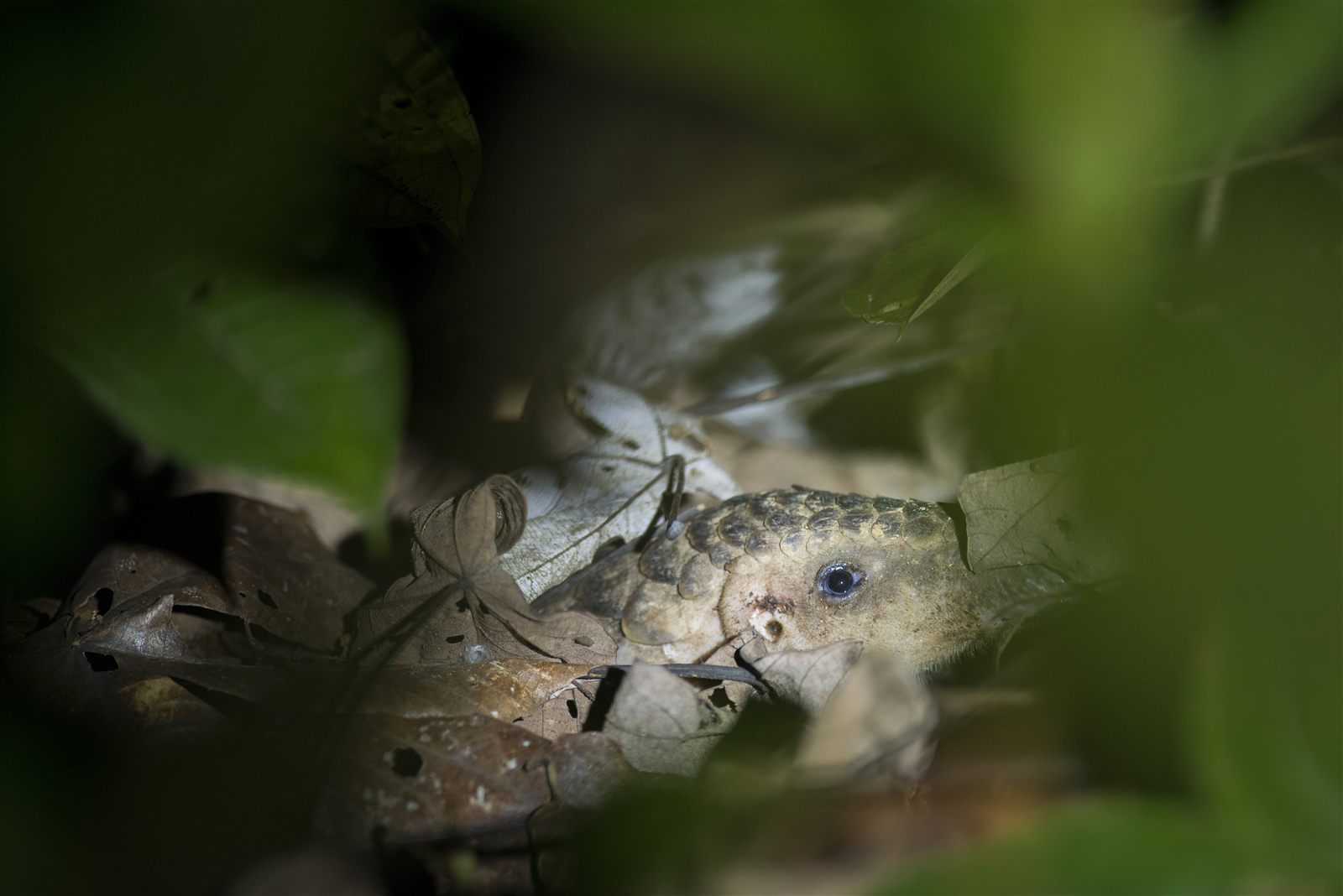 Sunda pangolin in leaf litter at night