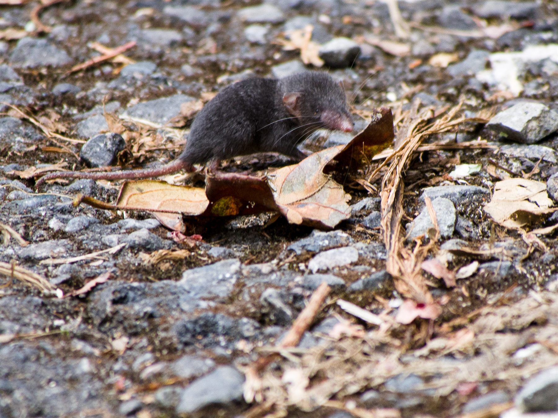 Sunda Shrew — Borneo wildlife, book, free download, jungle tour, mammal, Borneo mammal tour