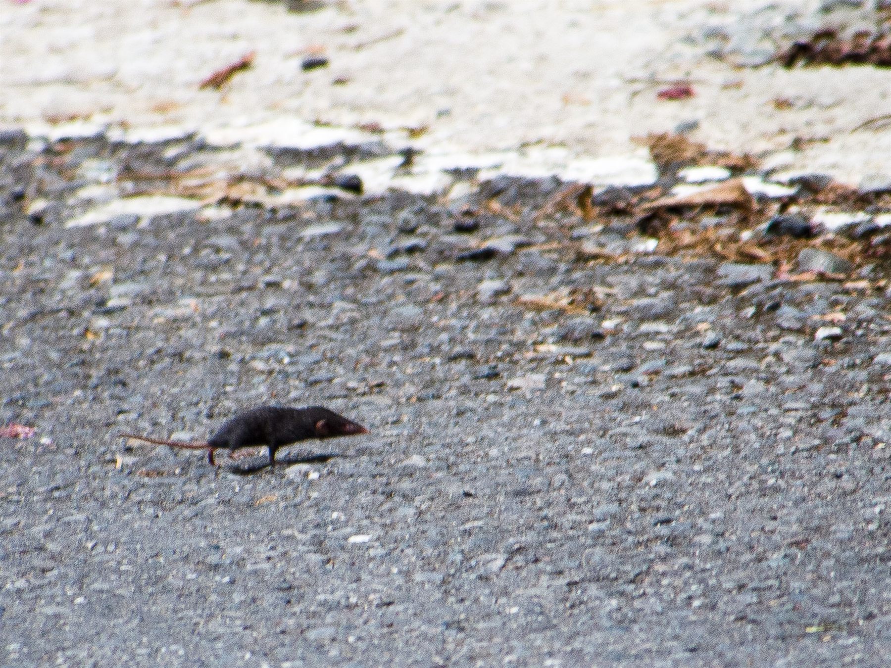 Sunda Shrew — Borneo wildlife, book, free download, jungle tour, mammal, Borneo mammal tour