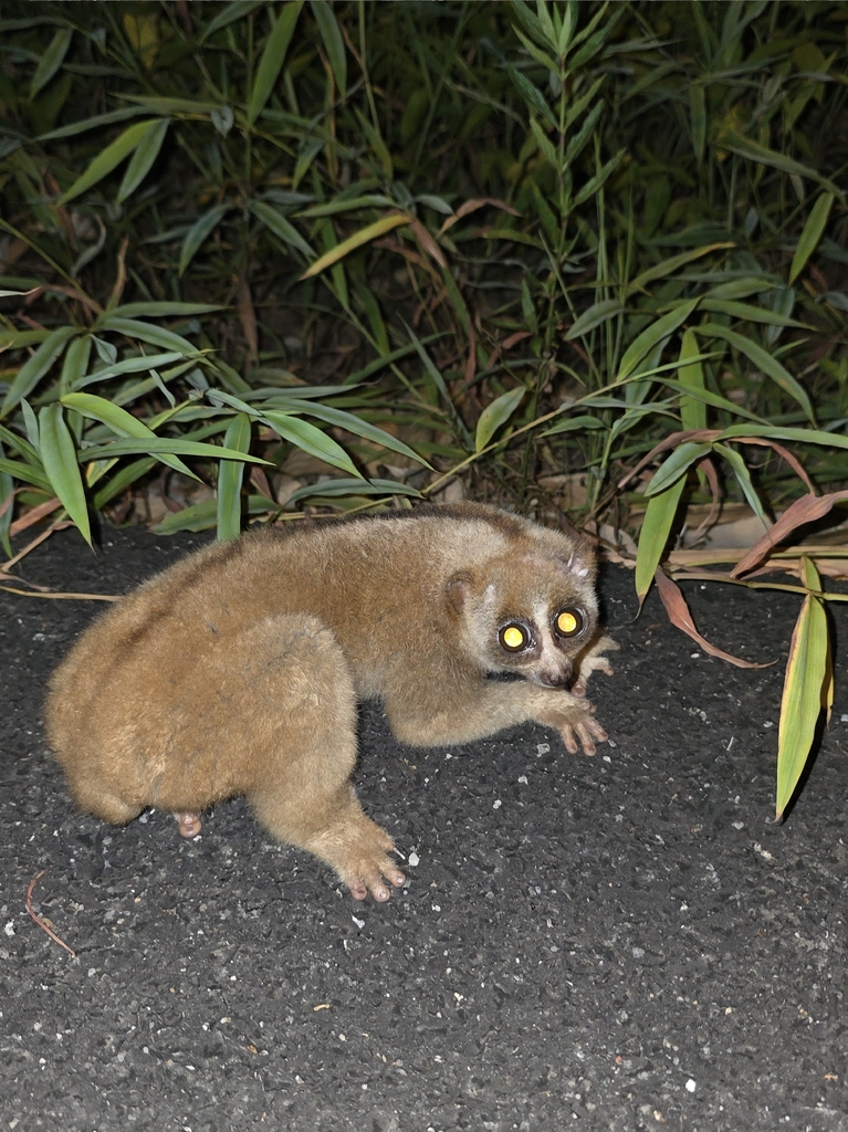 Sunda Slow Loris — Borneo wildlife, book, free download, jungle tour, mammal, Borneo mammal tour