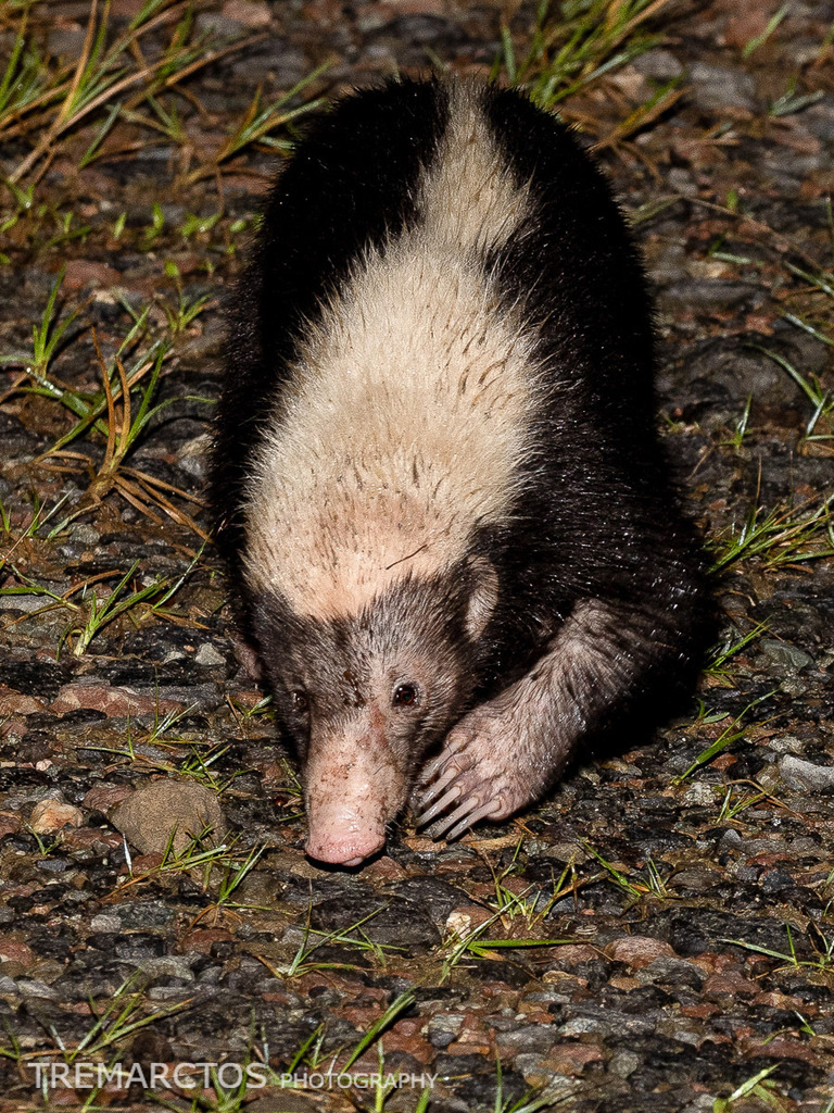 Sunda Stink Badger — Borneo wildlife, book, free download, jungle tour, mammal, Borneo mammal tour