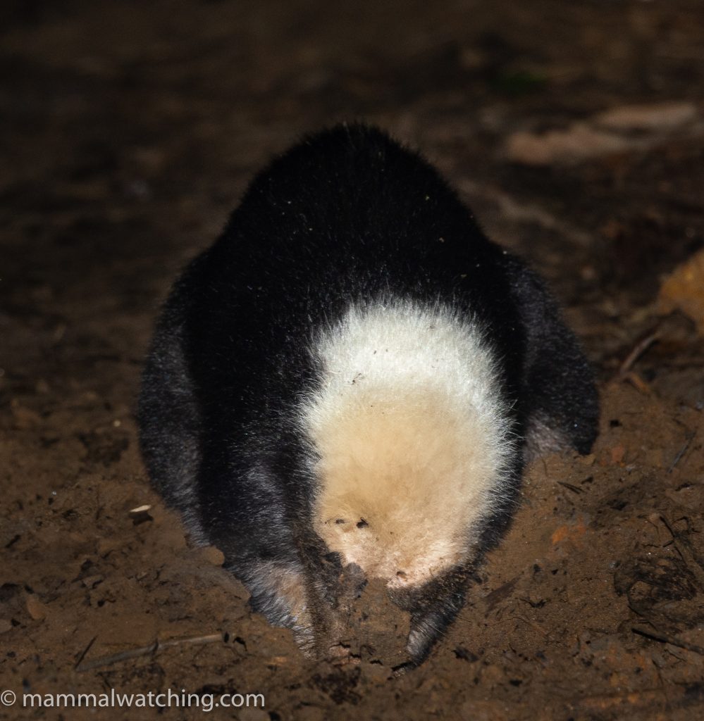 Sunda Stink Badger — Borneo wildlife, book, free download, jungle tour, mammal, Borneo mammal tour