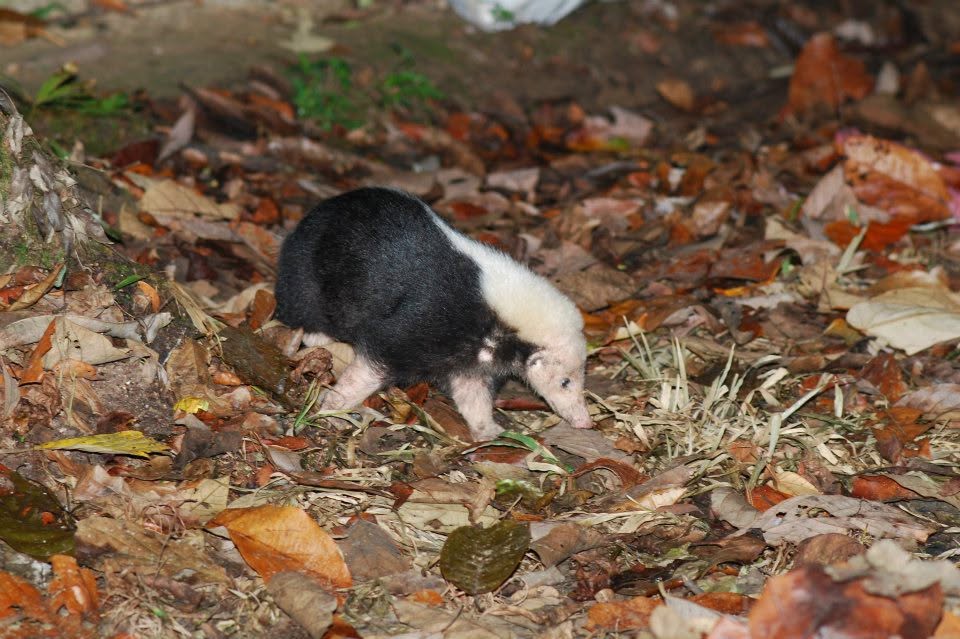 Sunda Stink Badger — Borneo wildlife, book, free download, jungle tour, mammal, Borneo mammal tour