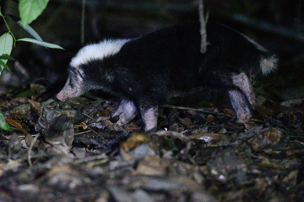Sunda Stink Badger — Borneo wildlife, book, free download, jungle tour, mammal, Borneo mammal tour