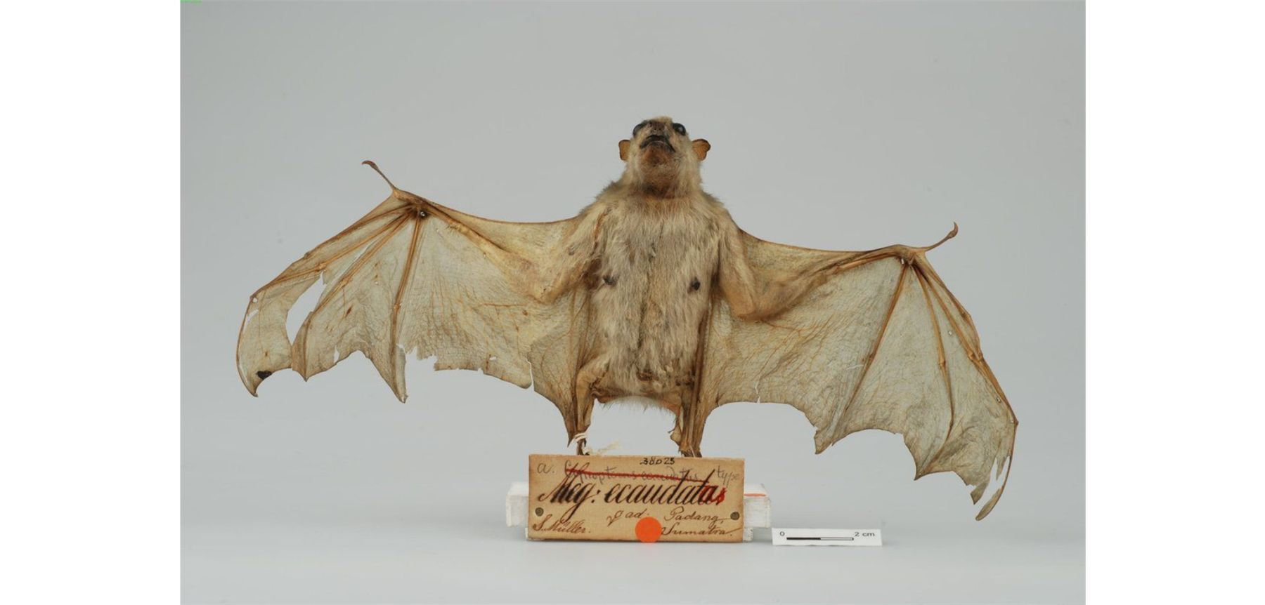 Tailless Fruit Bat — Borneo wildlife, book, free download, jungle tour, mammal, Borneo mammal tour