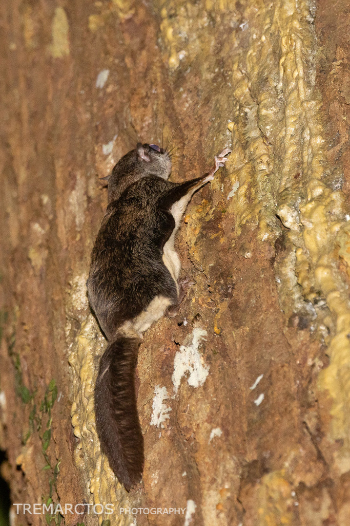 Temminick's Flying Squirrel — Borneo wildlife, book, free download, jungle tour, mammal, Borneo mammal tour