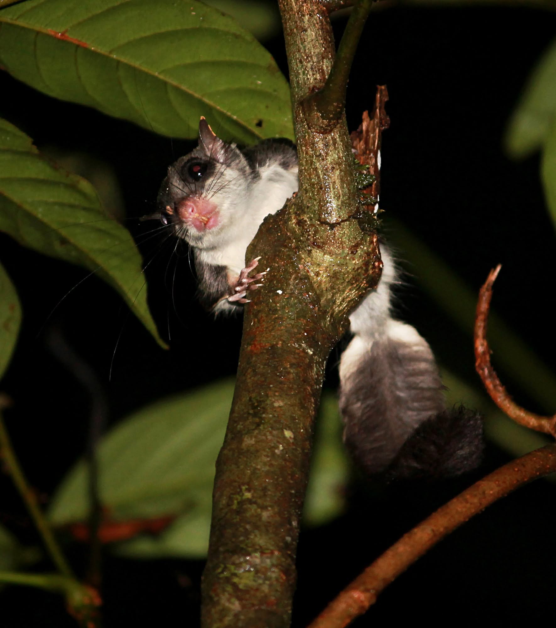 Temminick's Flying Squirrel — Borneo wildlife, book, free download, jungle tour, mammal, Borneo mammal tour