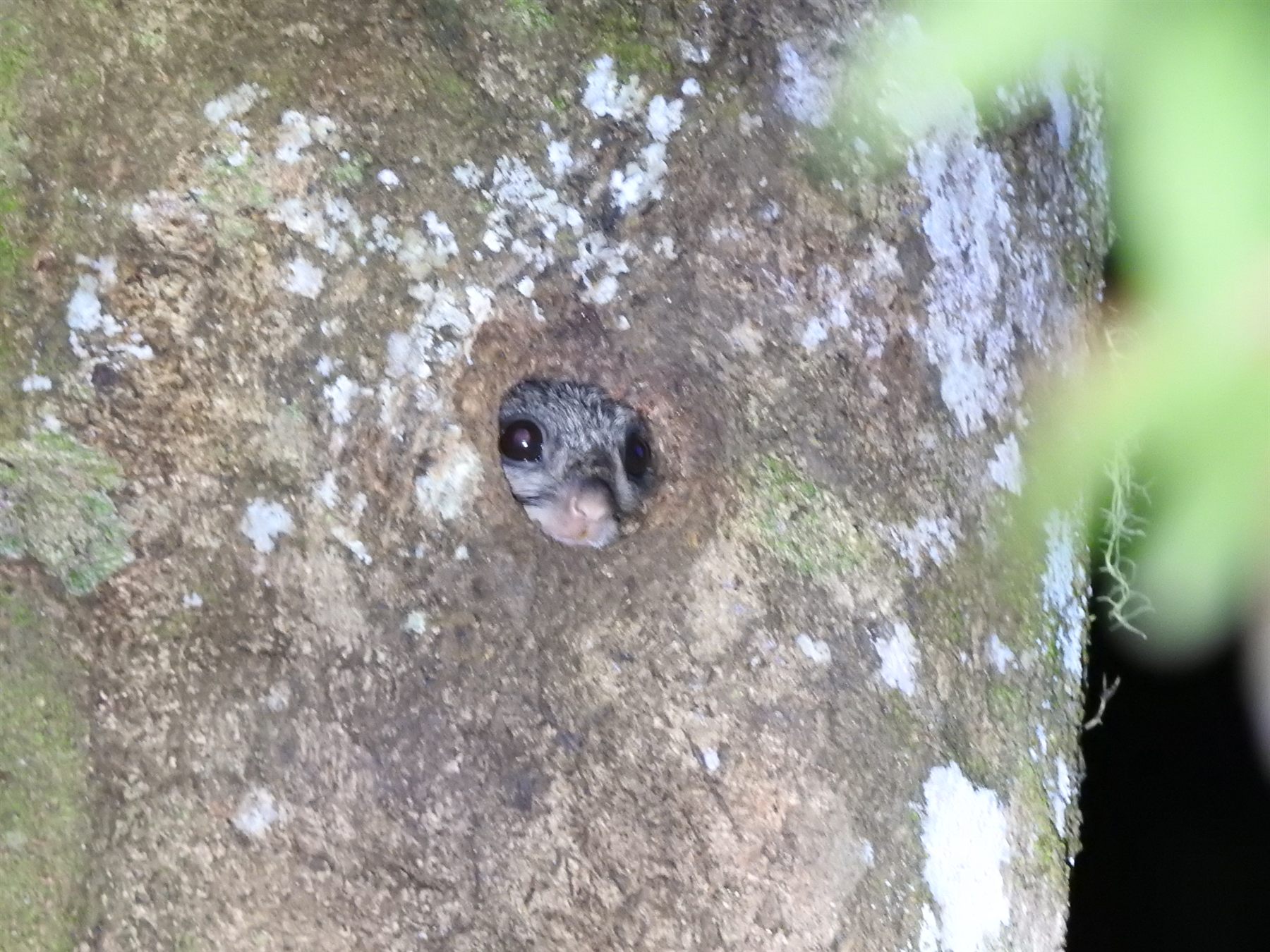 Temminick's Flying Squirrel — Borneo wildlife, book, free download, jungle tour, mammal, Borneo mammal tour