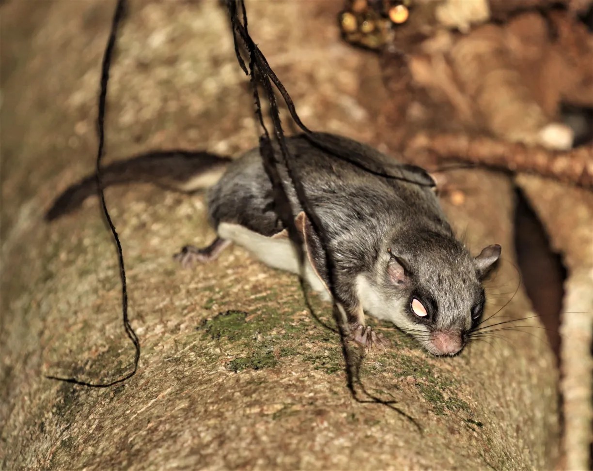 Temminick's Flying Squirrel — Borneo wildlife, book, free download, jungle tour, mammal, Borneo mammal tour