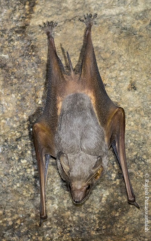 Theobald's Tomb Bat — Borneo wildlife, book, free download, jungle tour, mammal, Borneo mammal tour