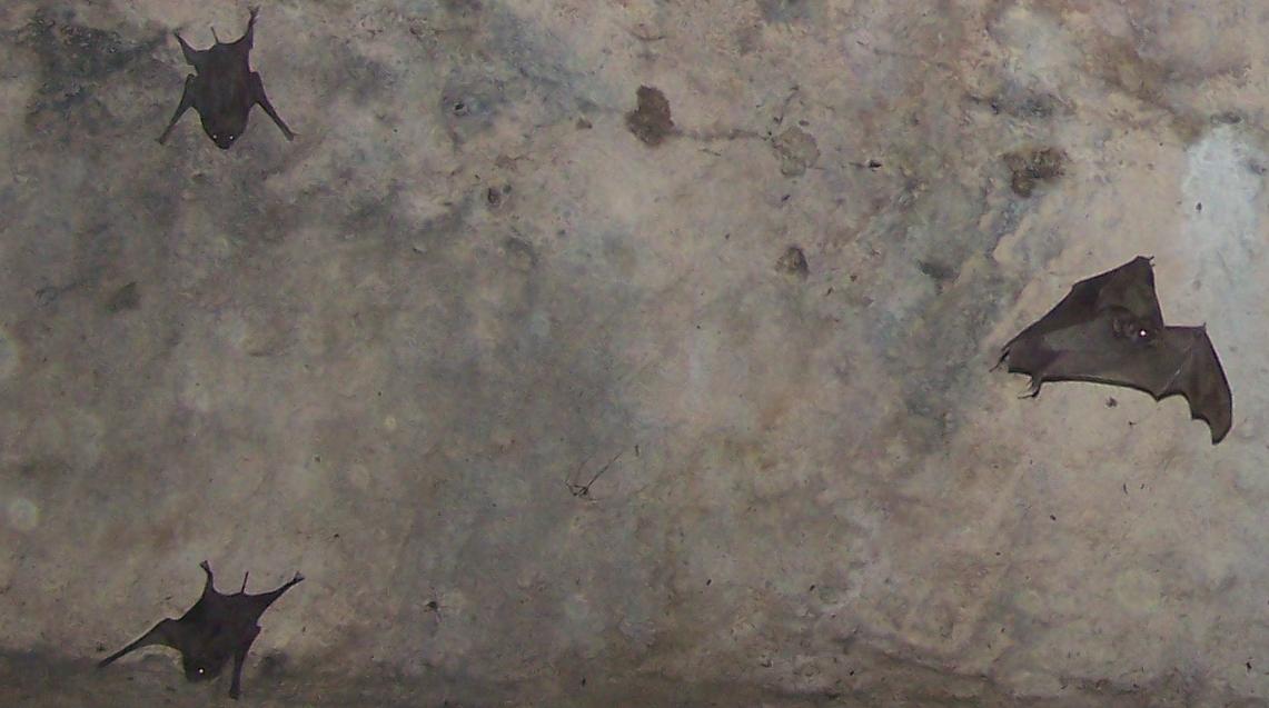 Theobald's Tomb Bat — Borneo wildlife, book, free download, jungle tour, mammal, Borneo mammal tour
