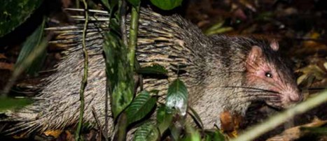Bornean Porcupine among leaf litter and foliage at night