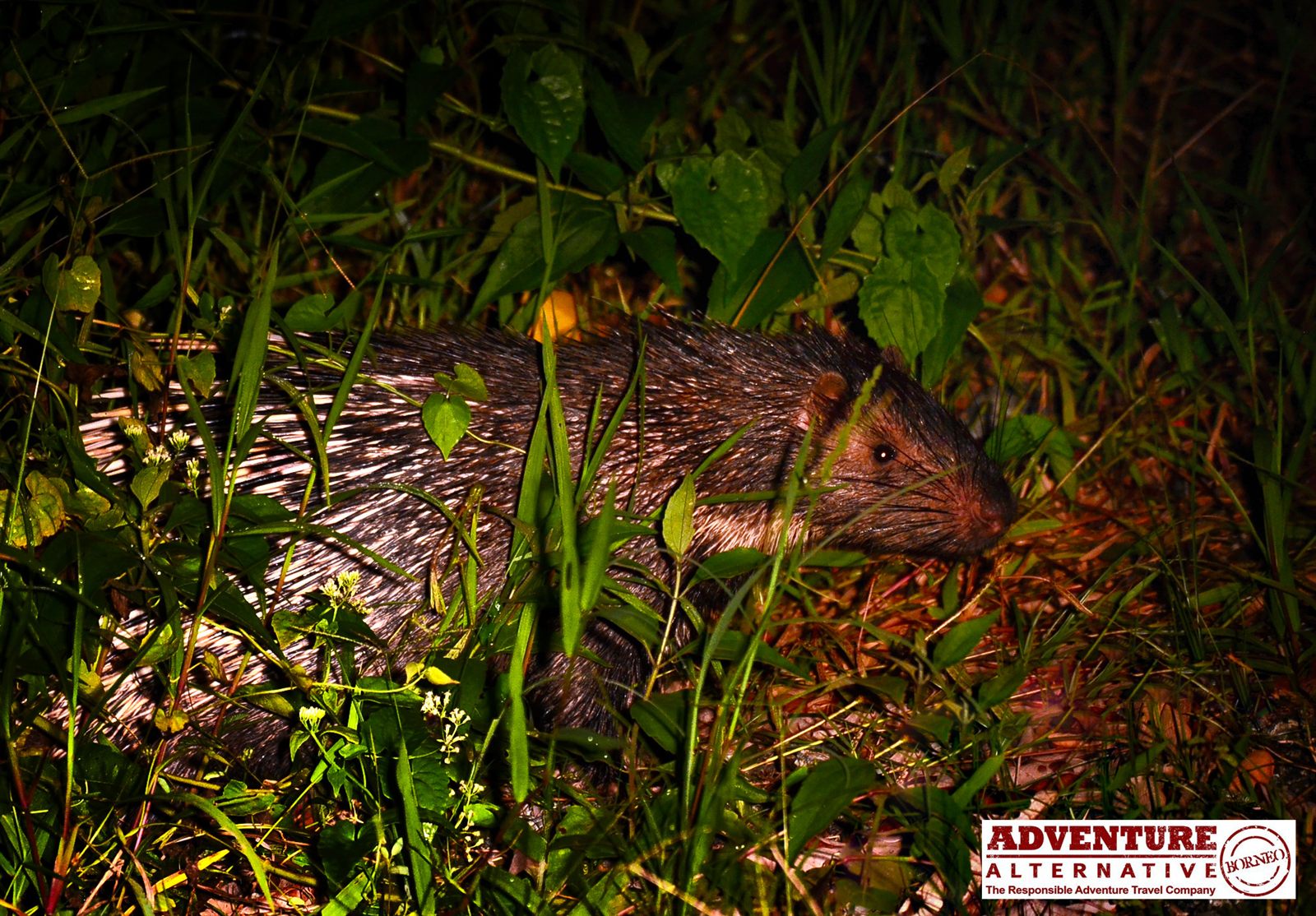 Thick-spined Porcupine — Borneo wildlife, book, free download, jungle tour, mammal, Borneo mammal tour