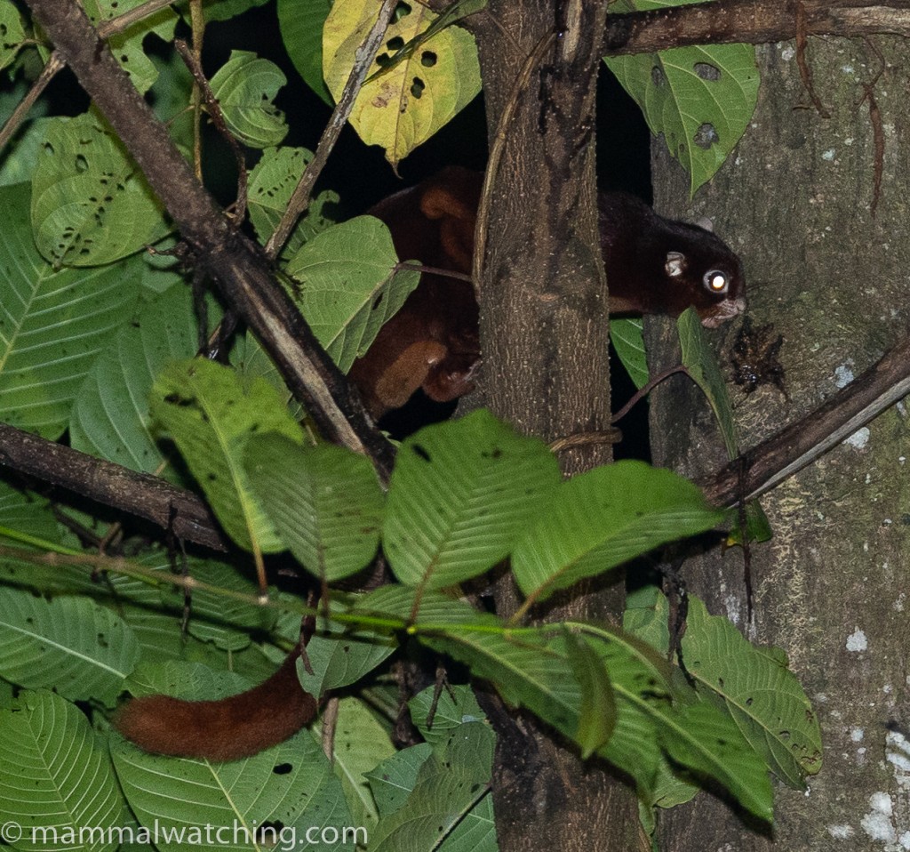 Thomas' Flying Squirrel — Borneo wildlife, book, free download, jungle tour, mammal, Borneo mammal tour