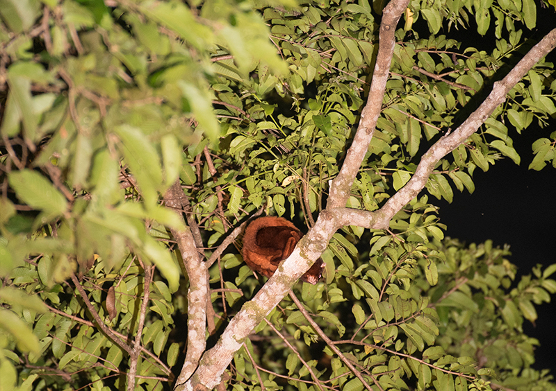 Thomas' Flying Squirrel — Borneo wildlife, book, free download, jungle tour, mammal, Borneo mammal tour