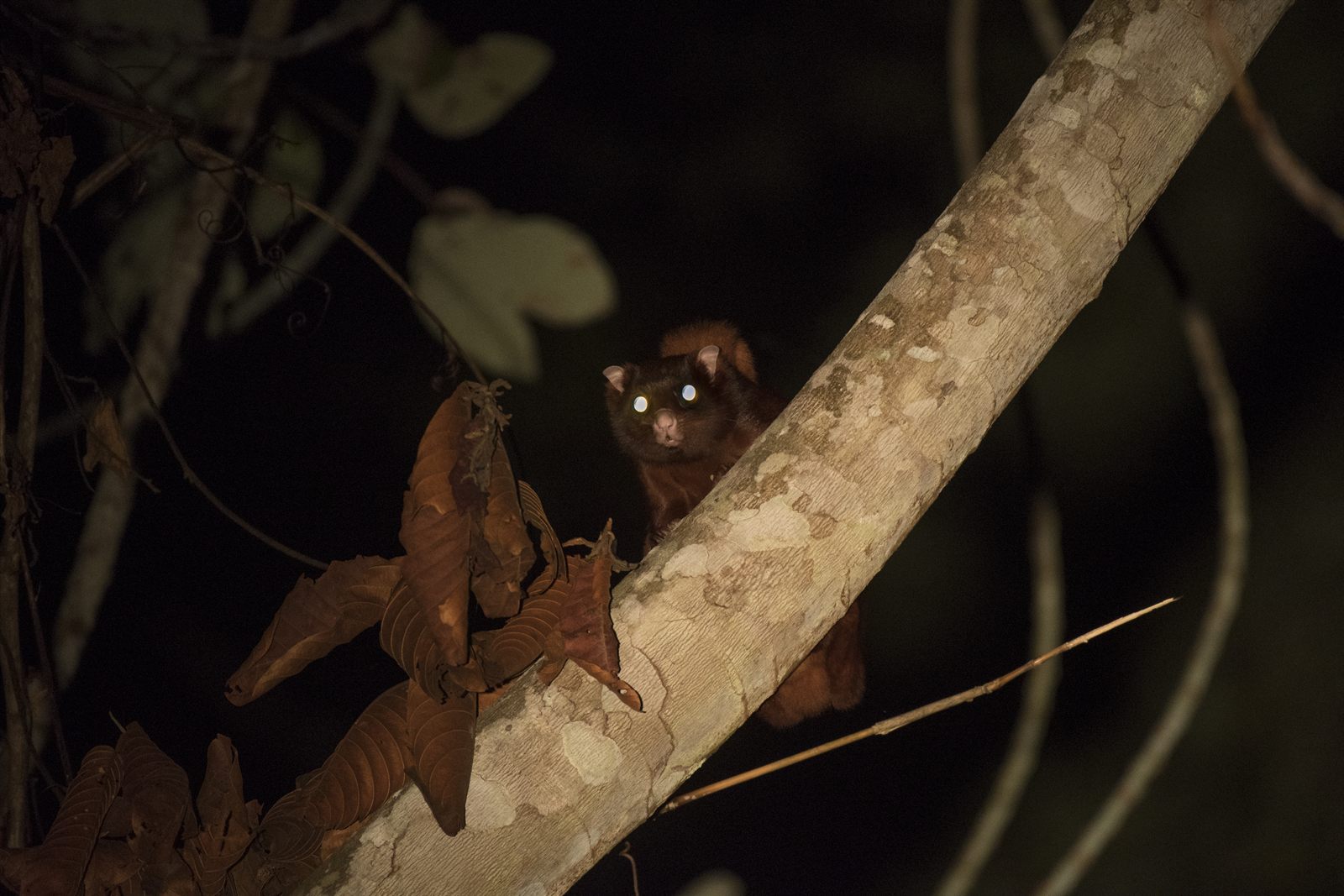 Thomas' Flying Squirrel — Borneo wildlife, book, free download, jungle tour, mammal, Borneo mammal tour