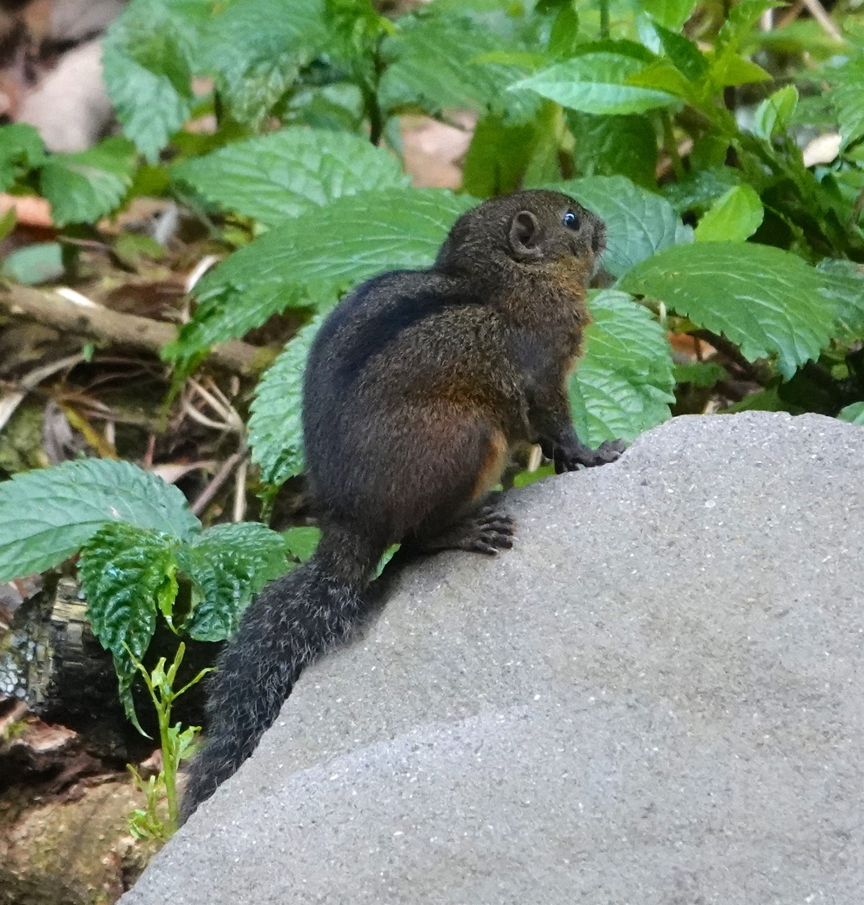 Three-striped Ground Squirrel — Borneo wildlife, book, free download, jungle tour, mammal, Borneo mammal tour