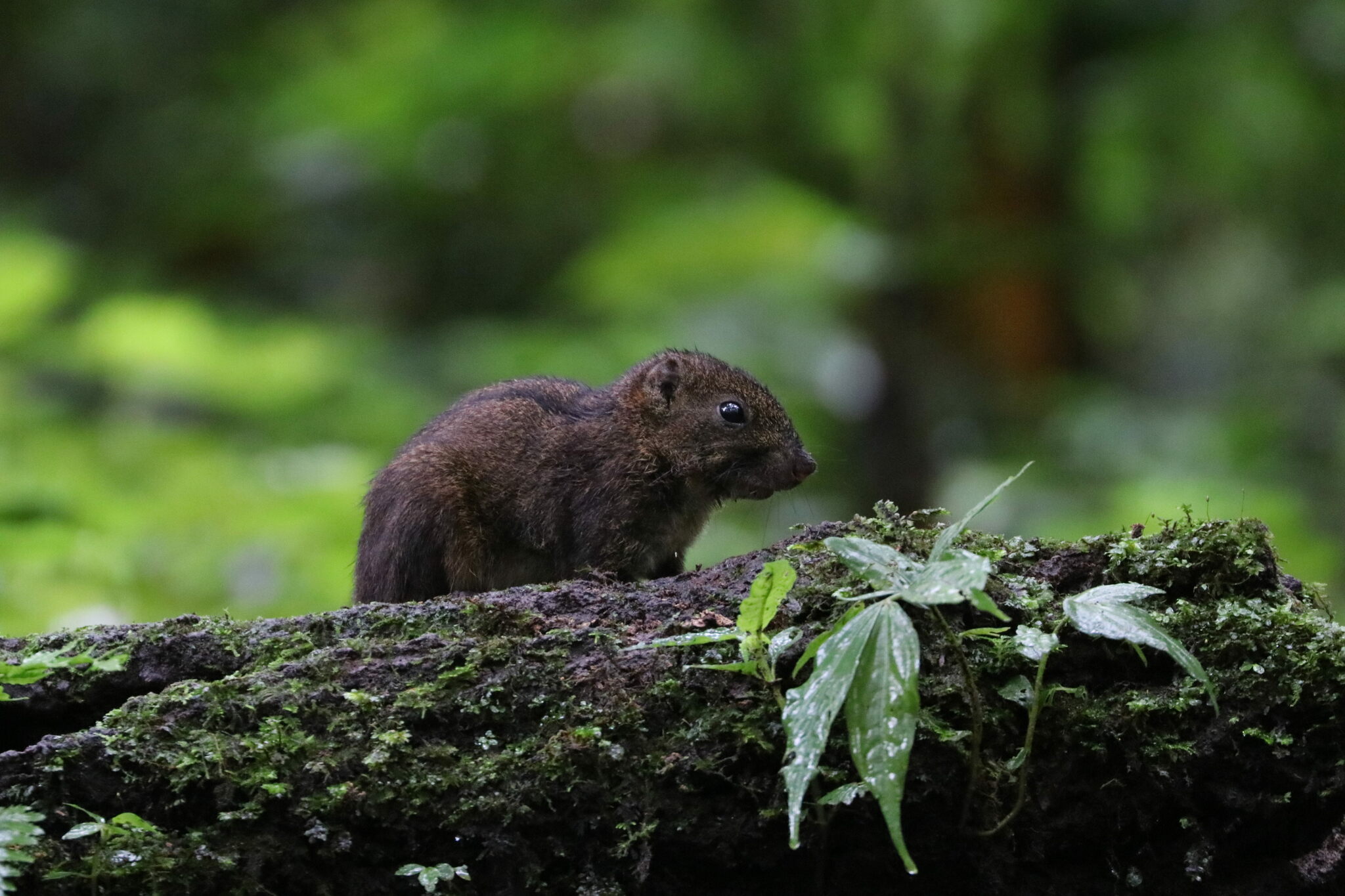 Three-striped Ground Squirrel — Borneo wildlife, book, free download, jungle tour, mammal, Borneo mammal tour