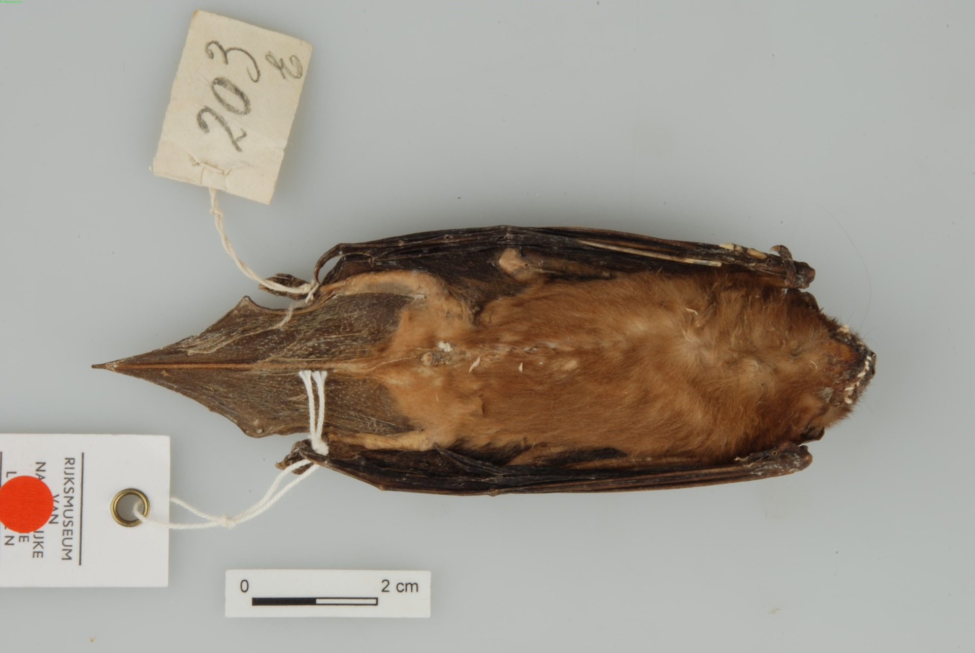 Timor House Bat — Borneo wildlife, book, free download, jungle tour, mammal, Borneo mammal tour