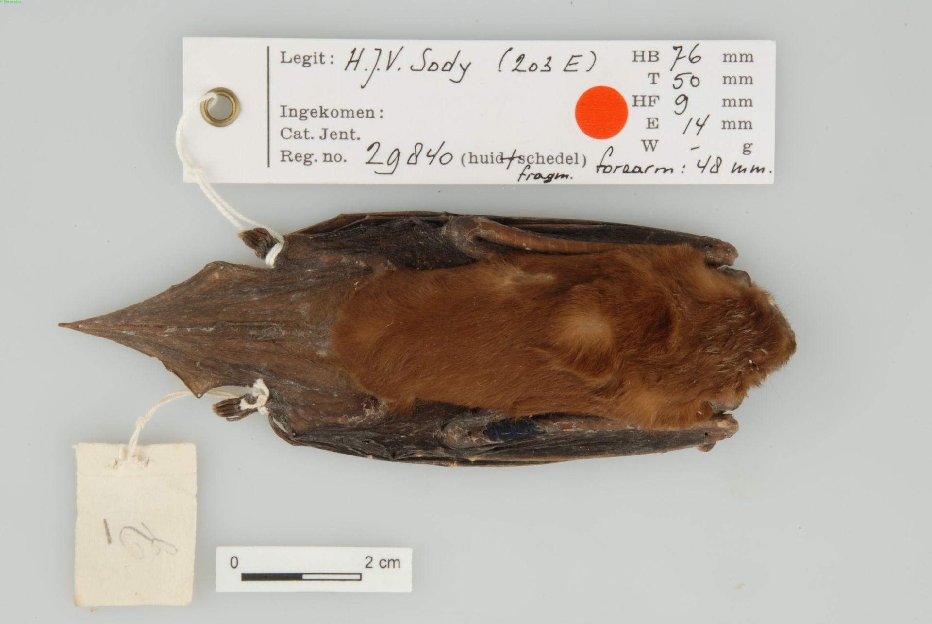 Timor House Bat — Borneo wildlife, book, free download, jungle tour, mammal, Borneo mammal tour