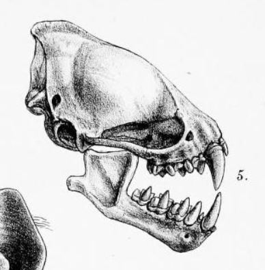 Timor House Bat — Borneo wildlife, book, free download, jungle tour, mammal, Borneo mammal tour