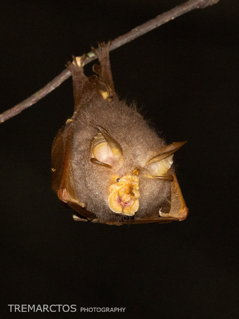 Trefoil Horseshoe Bat — Borneo wildlife, book, free download, jungle tour, mammal, Borneo mammal tour