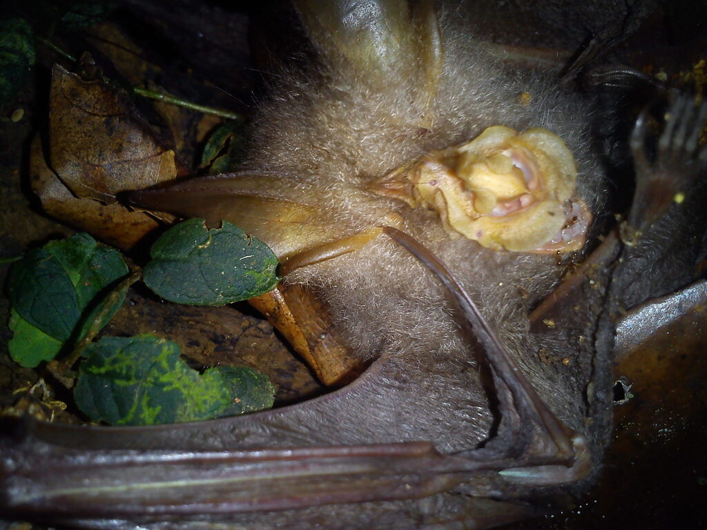 Trefoil Horseshoe Bat — Borneo wildlife, book, free download, jungle tour, mammal, Borneo mammal tour
