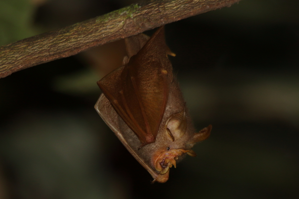 Trefoil Horseshoe Bat — Borneo wildlife, book, free download, jungle tour, mammal, Borneo mammal tour