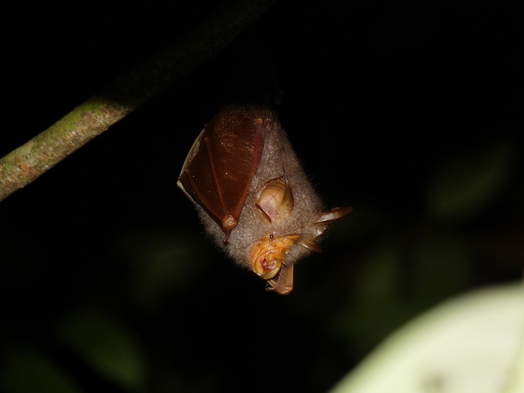 Trefoil Horseshoe Bat — Borneo wildlife, book, free download, jungle tour, mammal, Borneo mammal tour