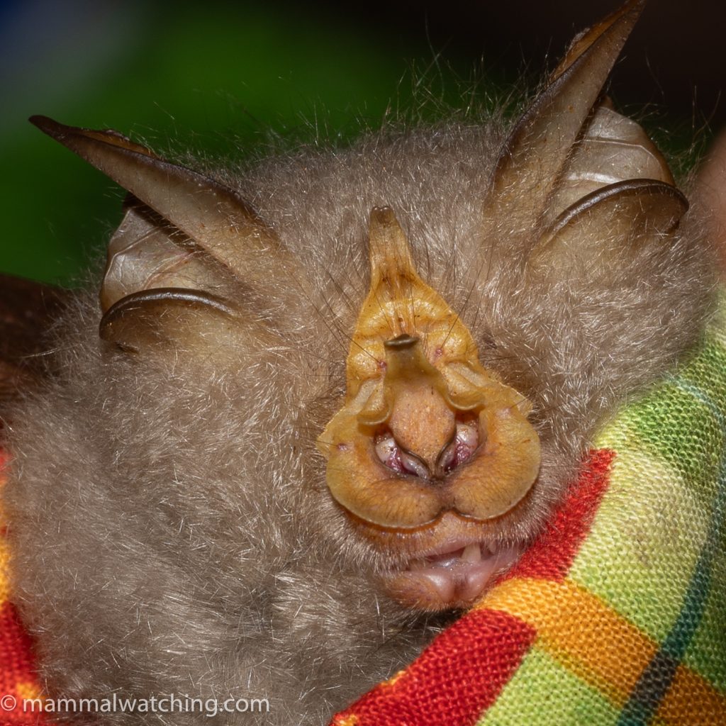 Trefoil Horseshoe Bat — Borneo wildlife, book, free download, jungle tour, mammal, Borneo mammal tour