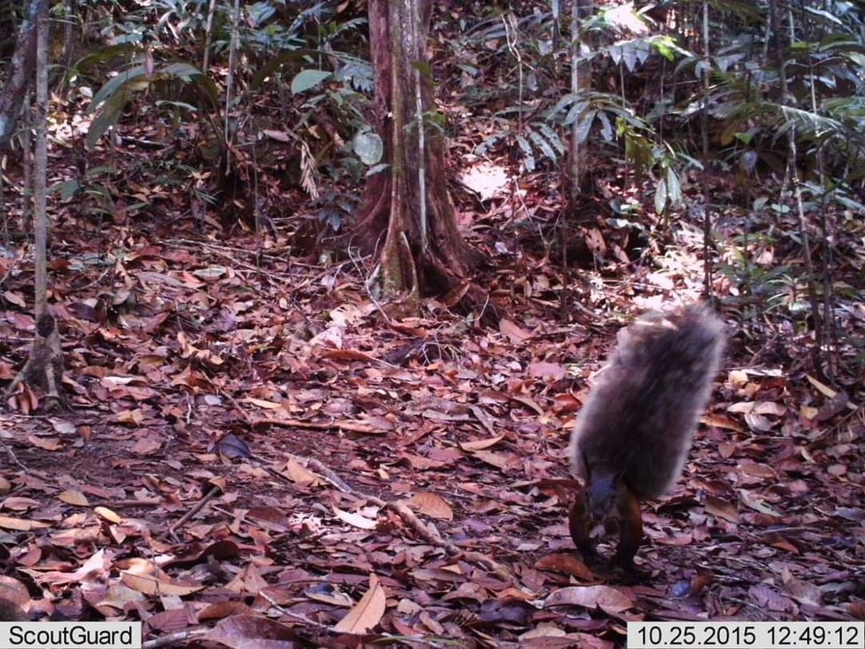 Tufted Ground Squirrel captured on a camera trap on the forest floor