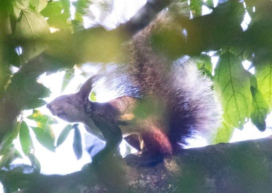 Tufted Ground Squirrel in the canopy