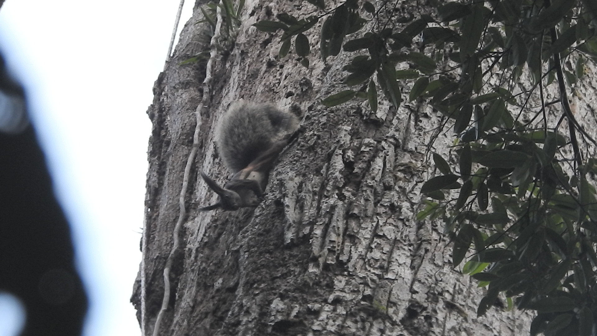 Tufted Ground Squirrel — Borneo wildlife, book, free download, jungle tour, mammal, Borneo mammal tour